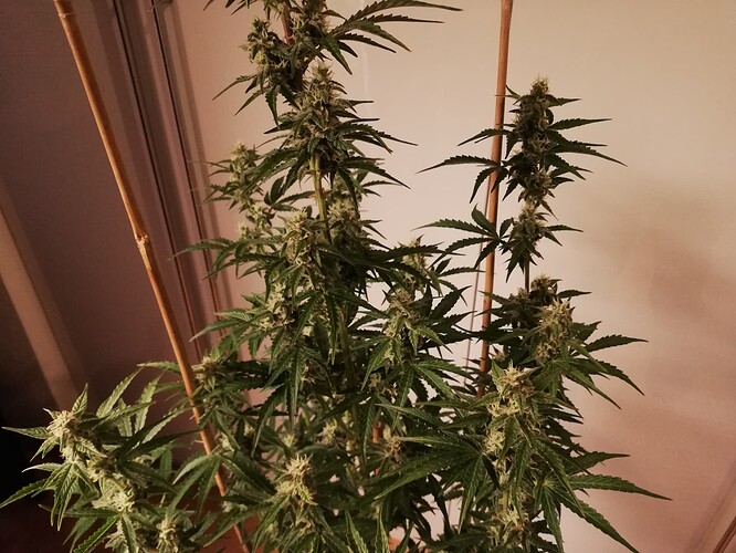 GG#3_231221-5