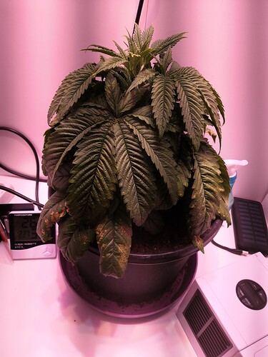 Growreport Bild 6