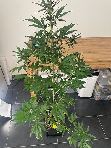 Growreport Bild 34