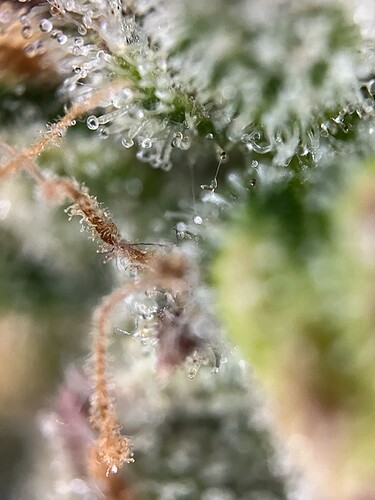 Growreport Bild 33