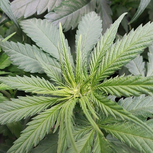 Growreport Bild 17