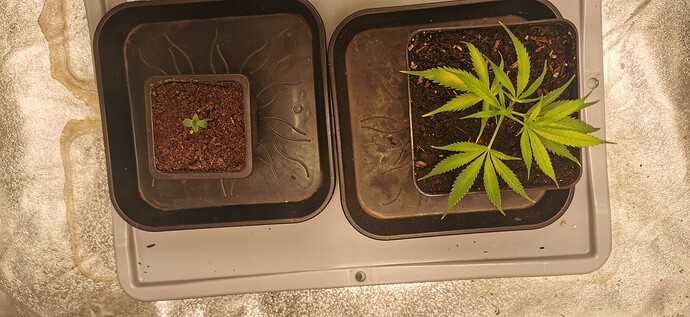 Growreport Bild 9