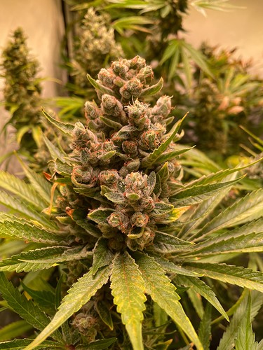 Growreport Bild 6