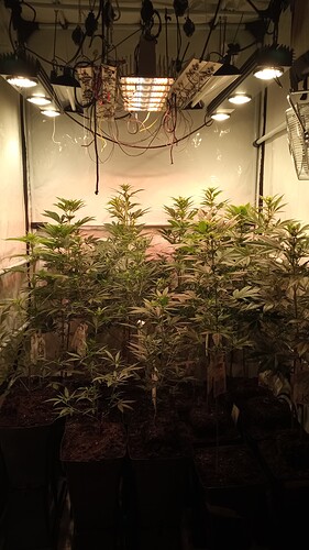 Growreport Bild 57