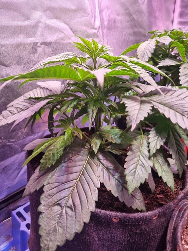 Growreport Bild 35