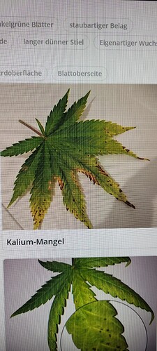 16469025799567299835579553833881