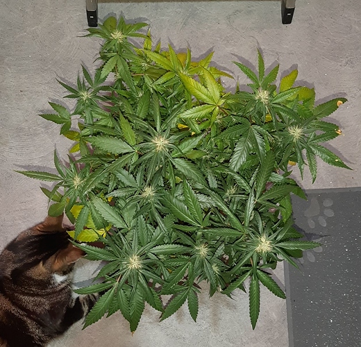 Growreport Bild 2