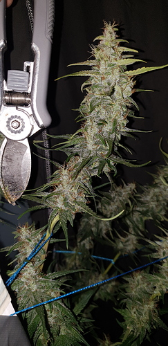 Growreport Bild 3