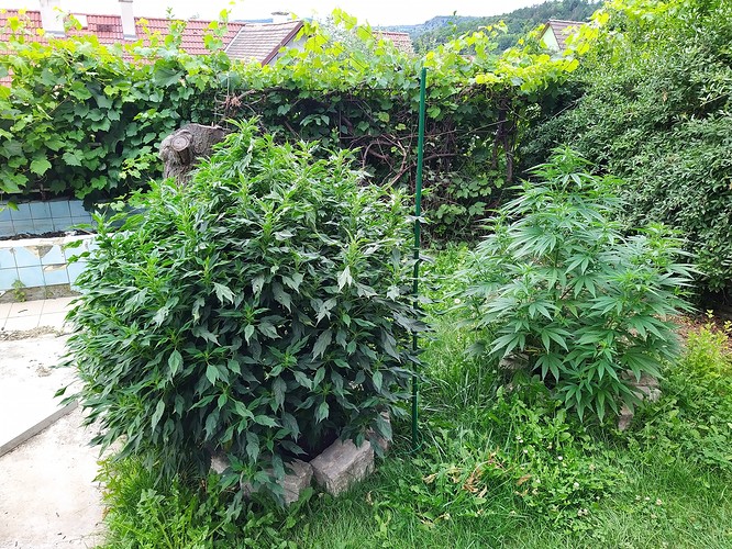 Growreport Bild 1