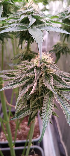 Growreport Bild 5