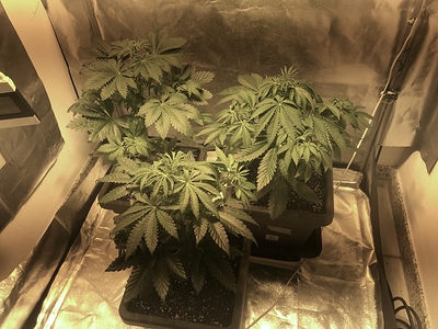 Growreport Bild 18