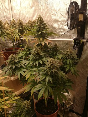 Growreport Bild 4
