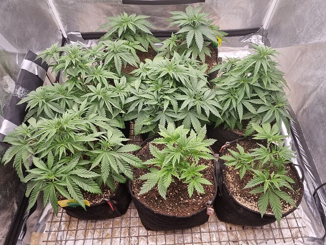 Growreport Bild 38