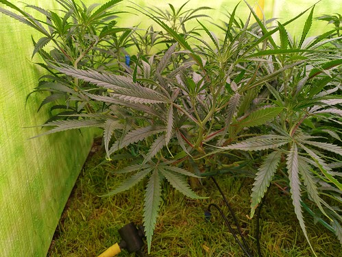 Growreport Bild 13