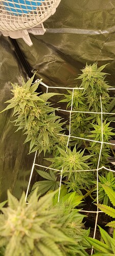 Growreport Bild 21