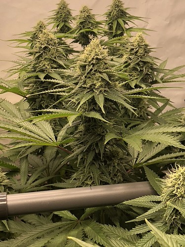 Growreport Bild 4