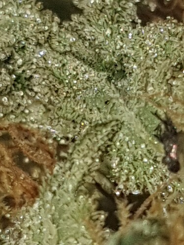 Growreport Bild 19