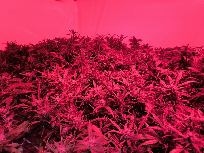 Growreport Bild 2