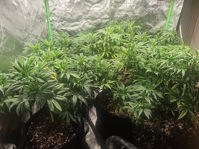 Growreport Bild 18