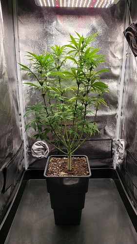 Growreport Bild 4