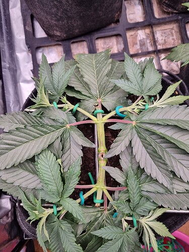 Growreport Bild 5