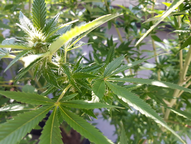 Growreport Bild 6