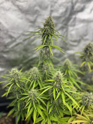 Growreport Bild 6