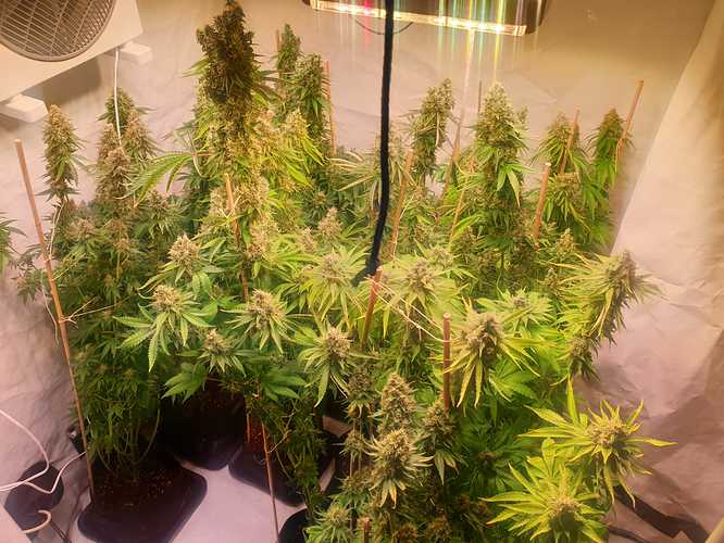 Growreport Bild 6