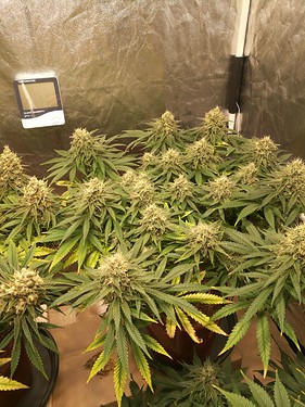 Growreport Bild 3