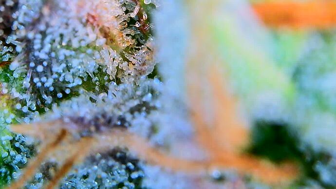 Growreport Bild 5