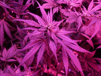 Growreport Bild 6