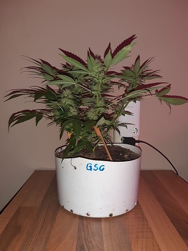 Growreport Bild 7