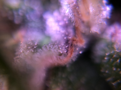 Growreport Bild 28