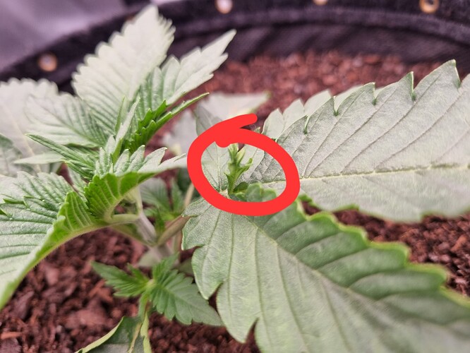 Growreport Bild 9