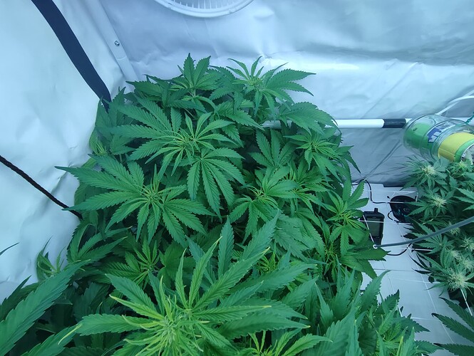 Growreport Bild 53