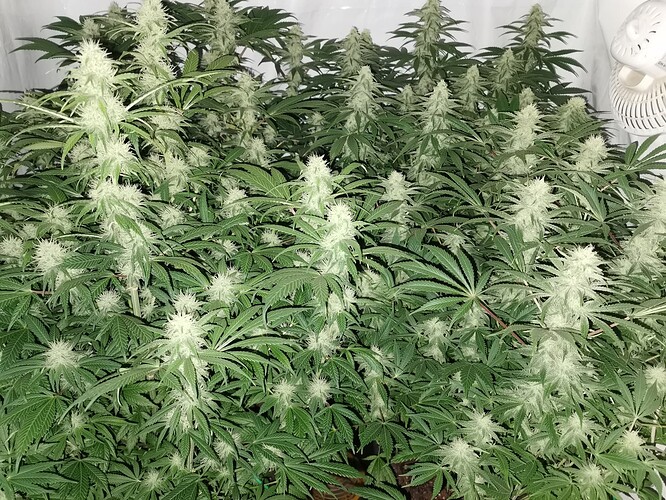 Growreport Bild 2