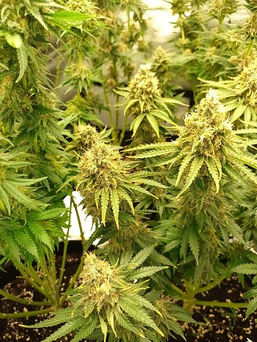 Growreport Bild 15