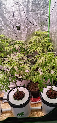 Growreport Bild 5