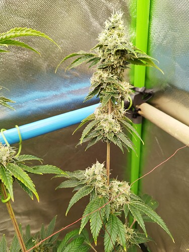 Growreport Bild 5