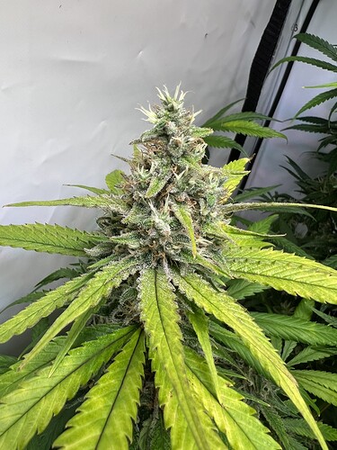 Growreport Bild 3