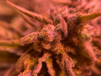Growreport Bild 25