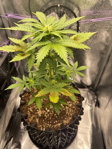Growreport Bild 1