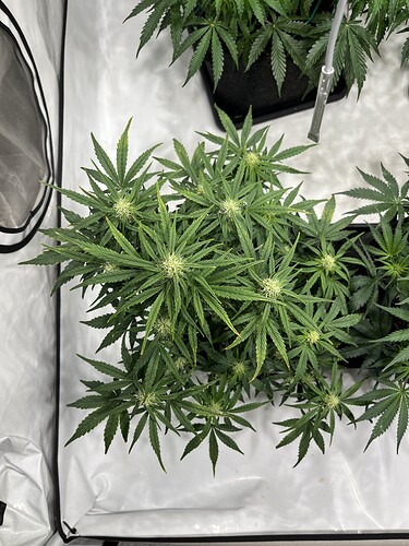 Growreport Bild 23