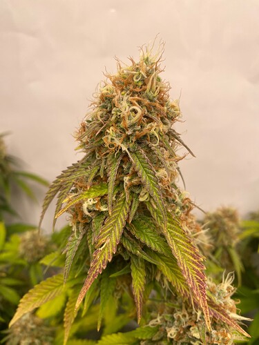Growreport Bild 3