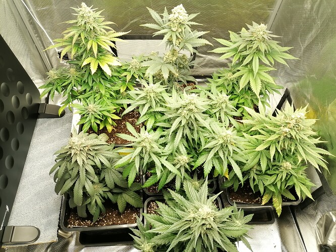 Growreport Bild 12