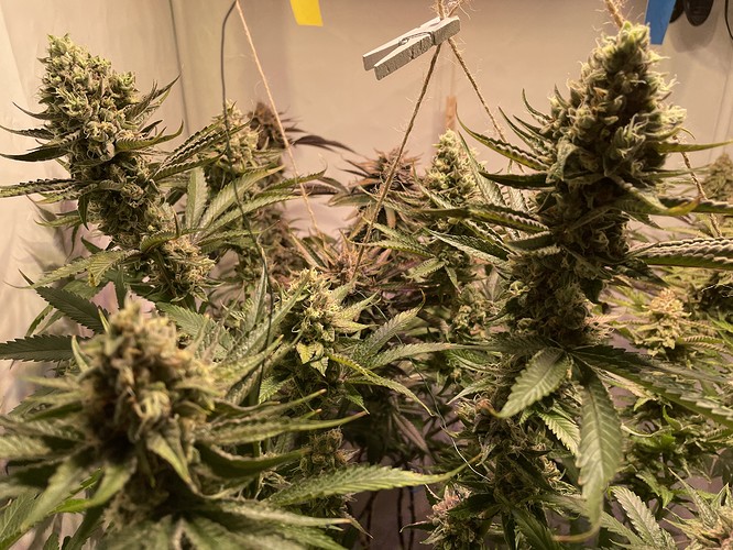 Growreport Bild 7