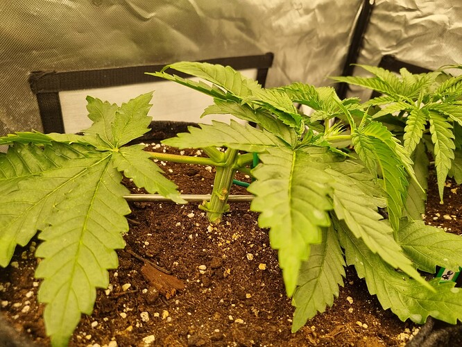 Growreport Bild 27