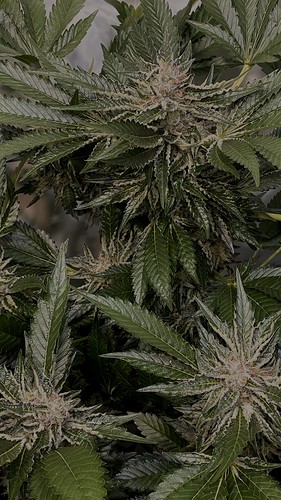 Growreport Bild 6