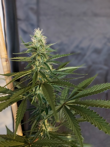 Growreport Bild 8