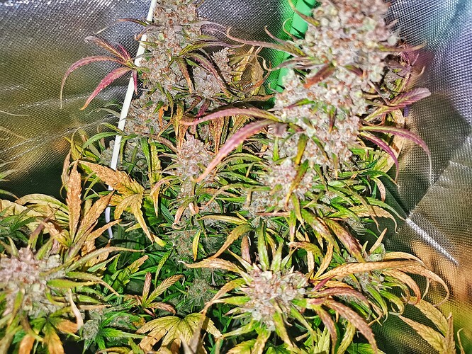 Growreport Bild 4